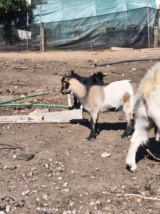 Cabras Anãs jovens