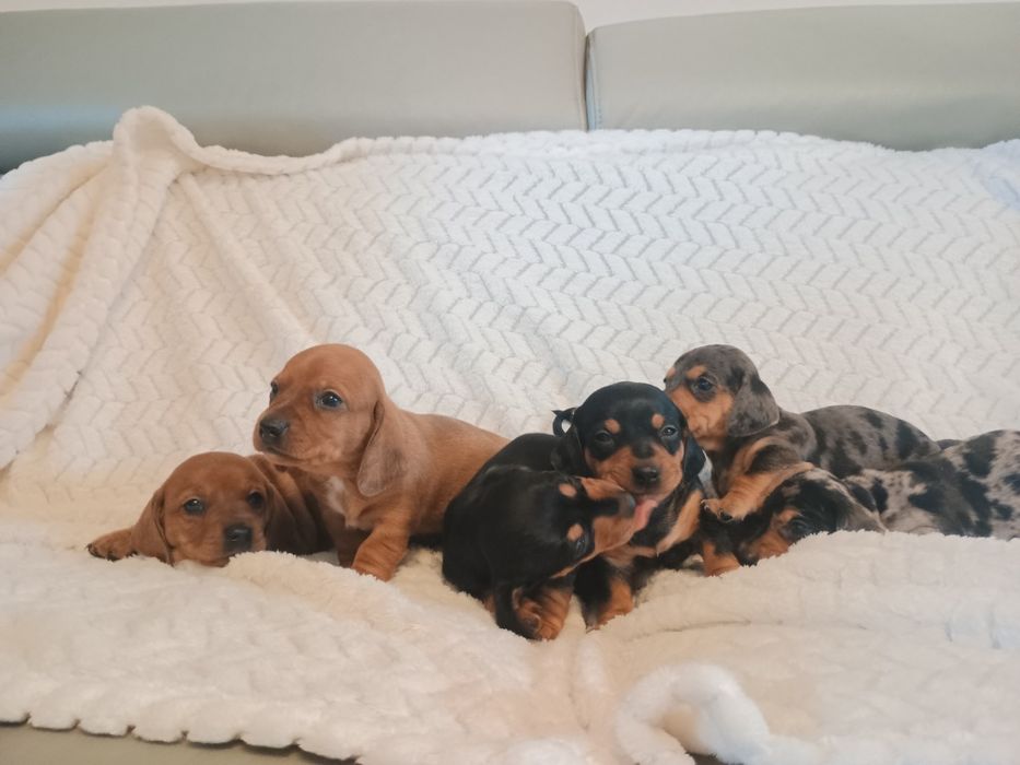 Jamnik standardowy umaszczenie merle trzy kolory