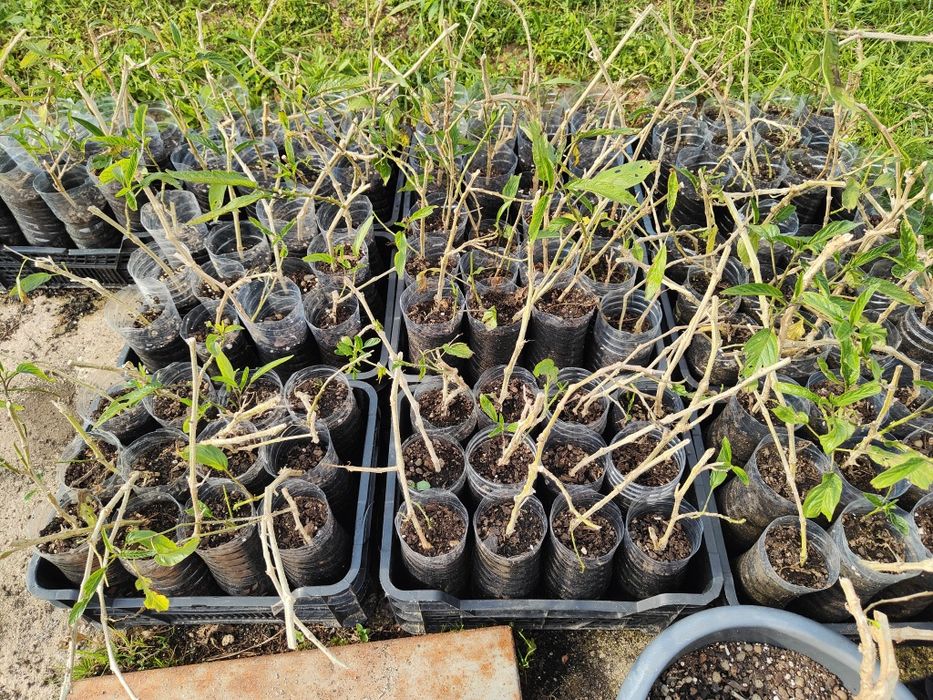 Plantas de Pêra Melão, grande stock!!