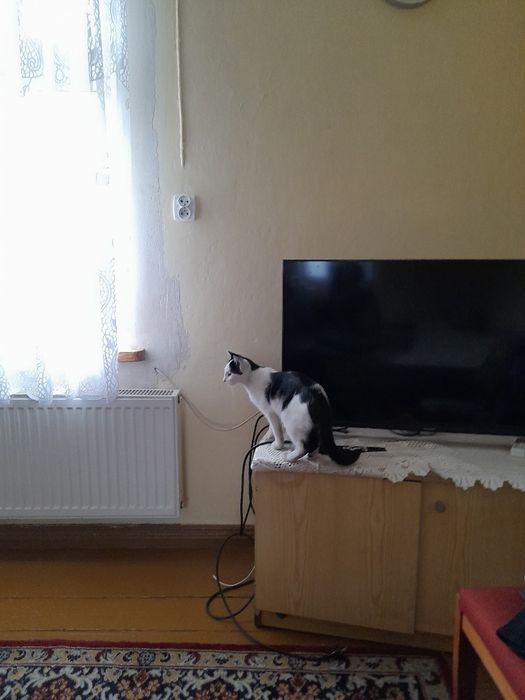 Koty szukają domu
