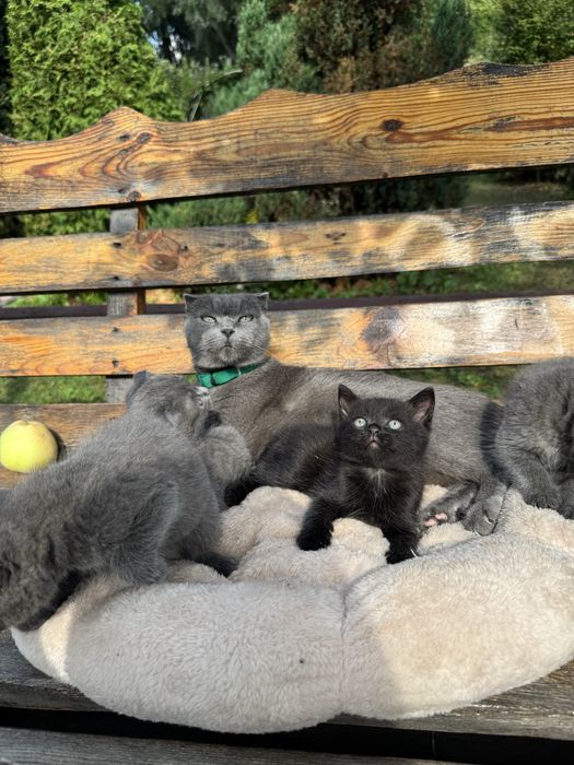 Британские котята