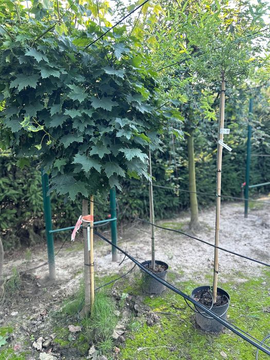 Клен  Globosum | Royal Red | Drummondii