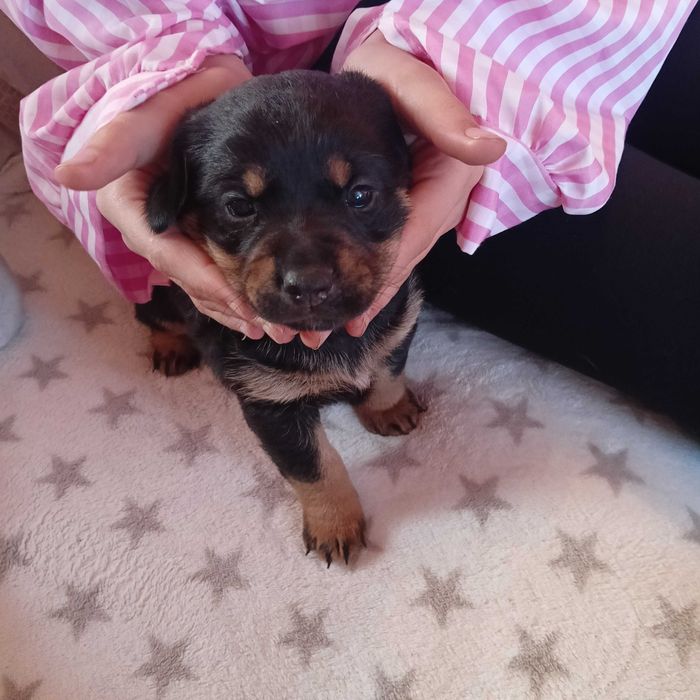 Oddam pieski w dobre ręce