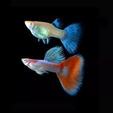 Gupiki albino topaz