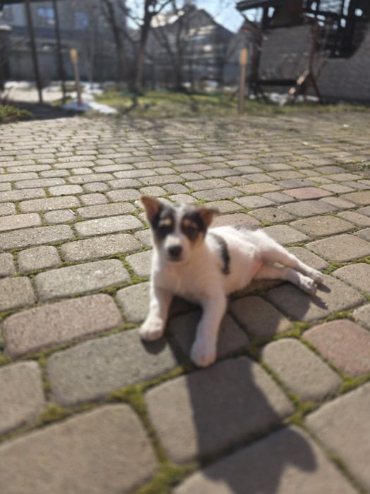 Цуценя дівчинка в добрі руки