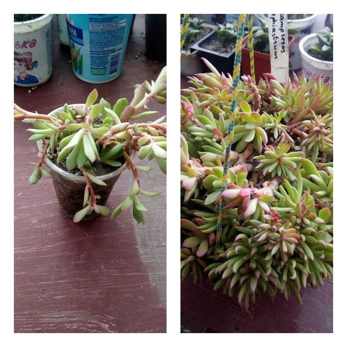 Продам излишки коллекции суккулентов. Анакампсерос и алое