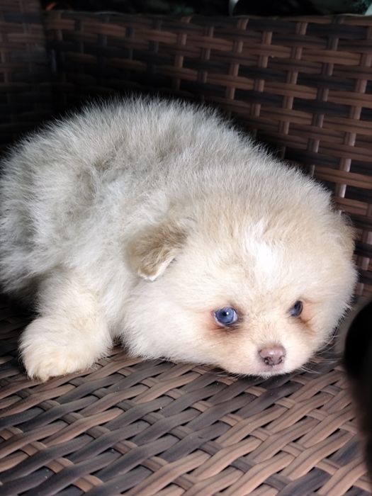 Блакитноокий ведмедик