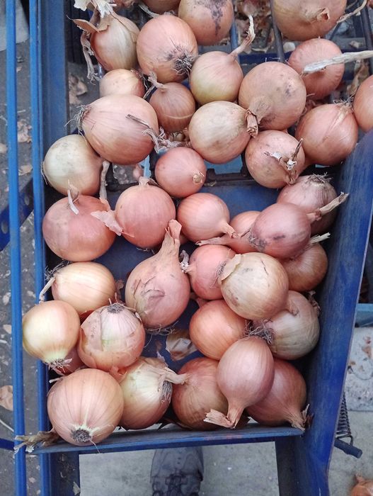 Cebula Sprzedam cebulę 5 +, worek 15 kg