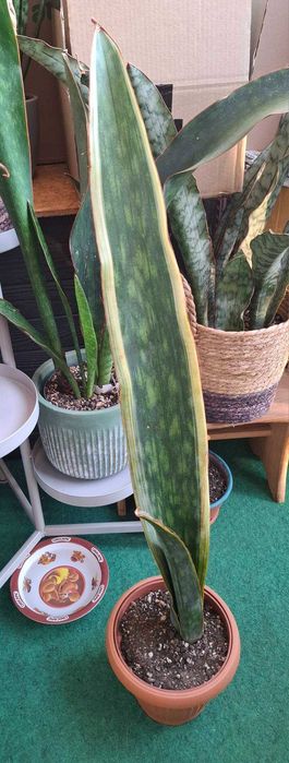 Sansevieria bhitalae Dragon King