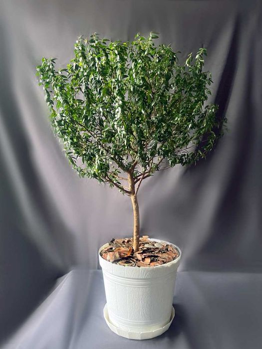 Мирт, миртовое дерево