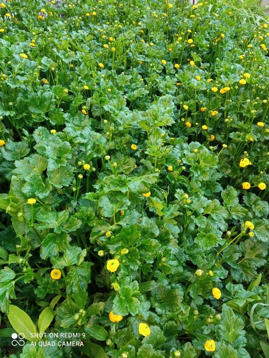 Лютики жёлтые, ранункулюс, садовые многолетние растения