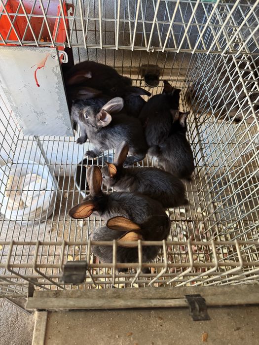 Coelhos novos boa qualidade