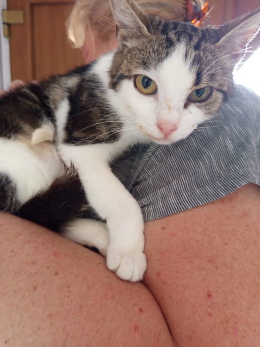 Wysterylizowana kotka szuka domu niewychodzącego