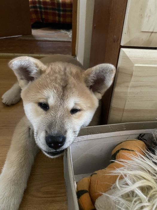 Продаються щенята Акіта-іну