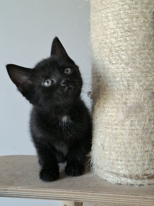 MaoMao i Poppy - kocie maluszki szukają domu w Poznaniu