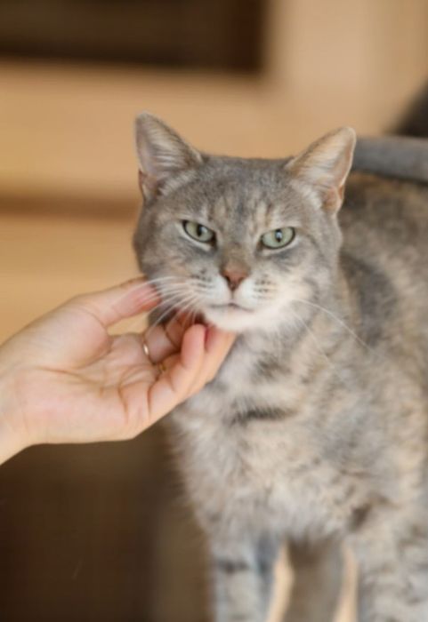 Харпер 3 года, кошечка, серая кошечка