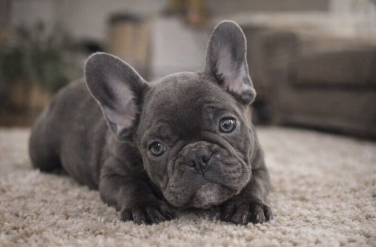 Девочка голубого окраса 2,5 мес