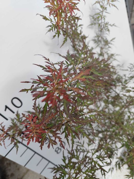 Klon palmowy "Royal Garnet"