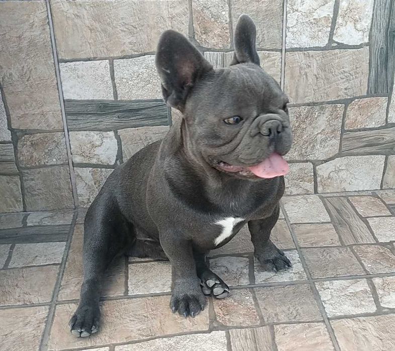 Buldog Francuski reproduktor niebieski krycie