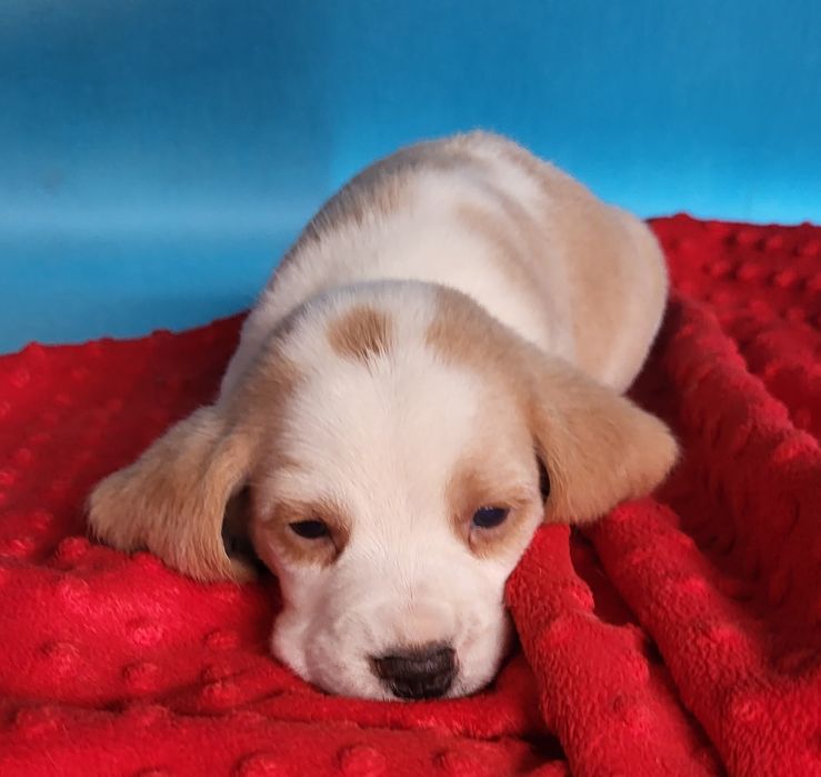 Beagle piesek sprzedam