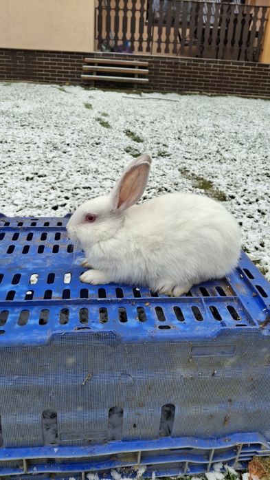 Sprzedam króliki