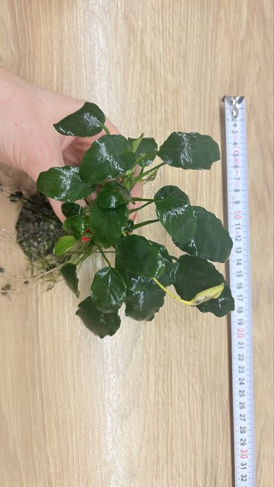 Anubias wazon 4 szt
