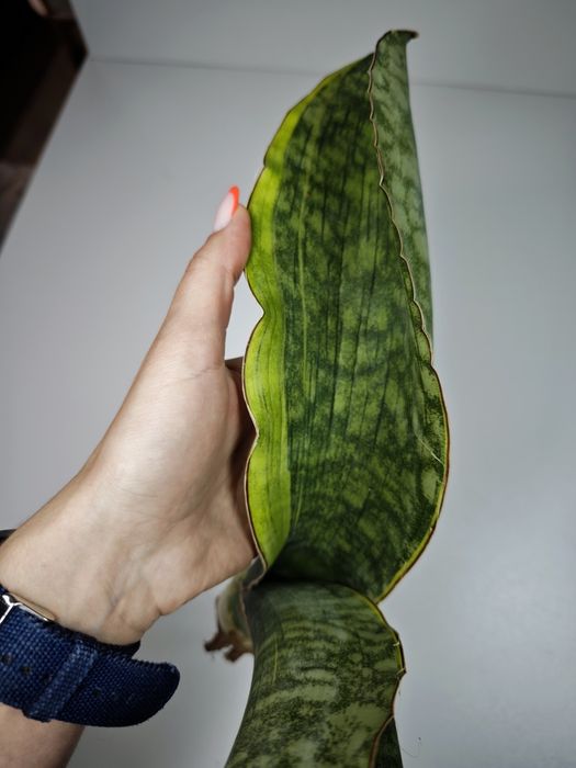 Sansevieria Mafinga Es849 var