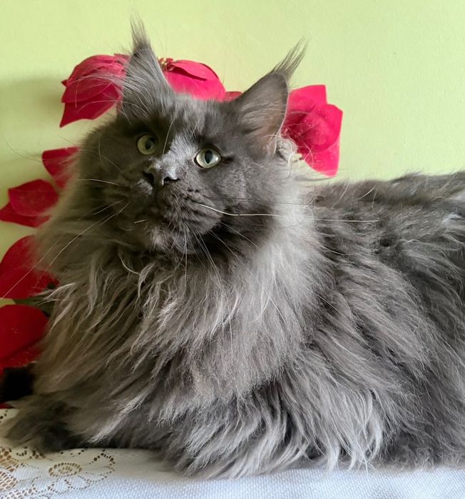 Maine Coon - czarna koteczka ! Po importach !