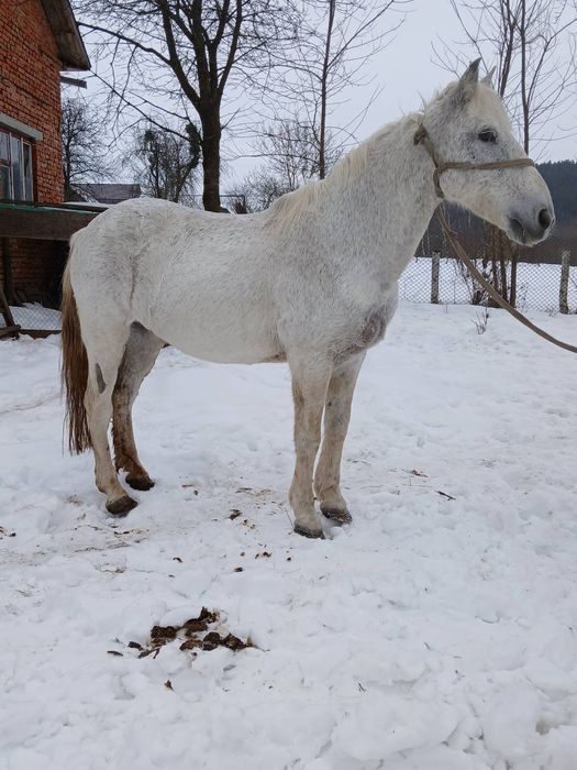 Продається кобила