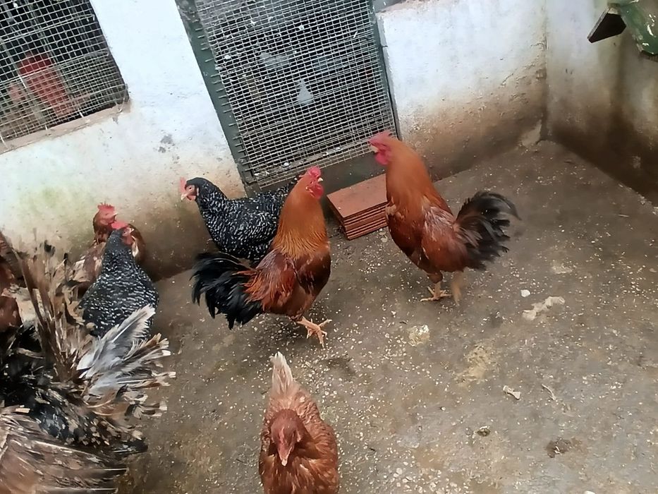 Galos jovens mudar de capoeira