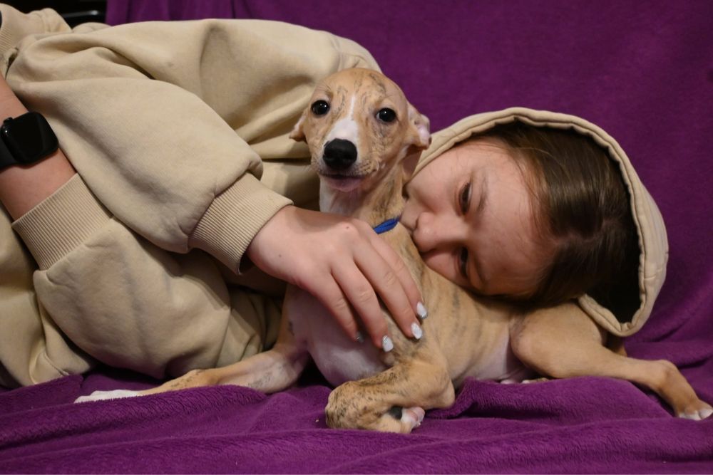 Whippet Chart Angielski-piesek