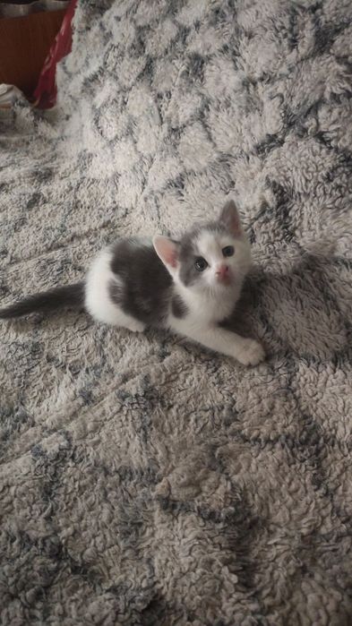 Котята      отдадим
