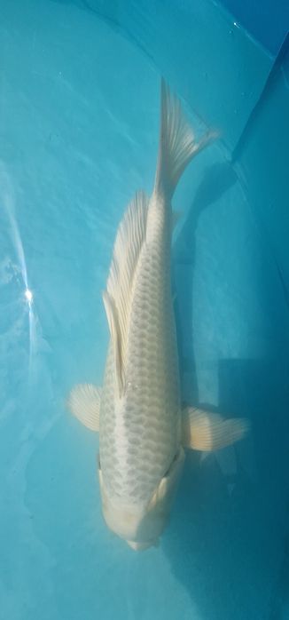 Carpa koi com 32cm