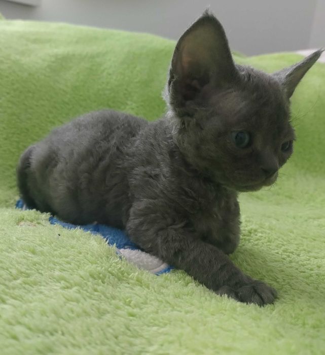 Devon Rex Kotka niebieska z prawdziwym rodowodem FPL