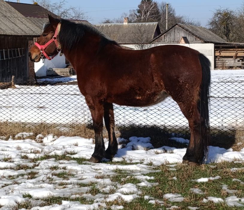 Продам кобилу 9 років