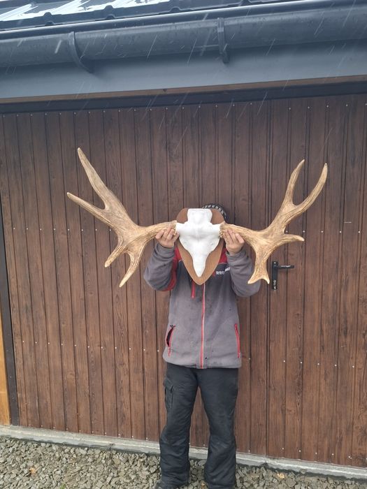 Poroże łosia wieniec