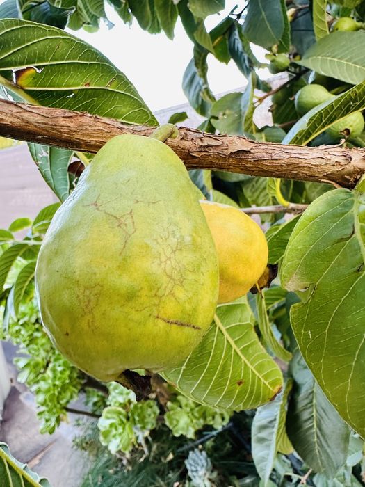 Árvores frutos tropicais raros enxertados- Portes grátis