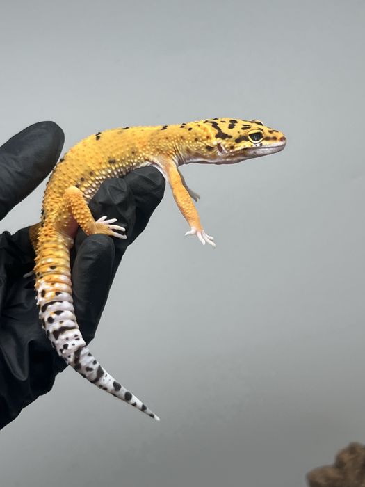 Gekon lamparci samiec tangerine możliwe terrarium