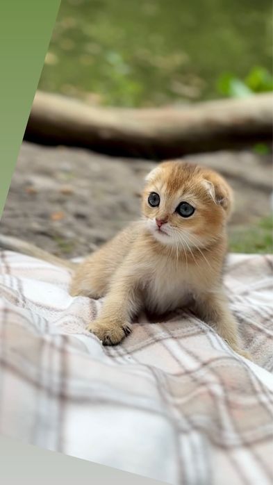 Милі Scottish Fold кошенята золота шиншила