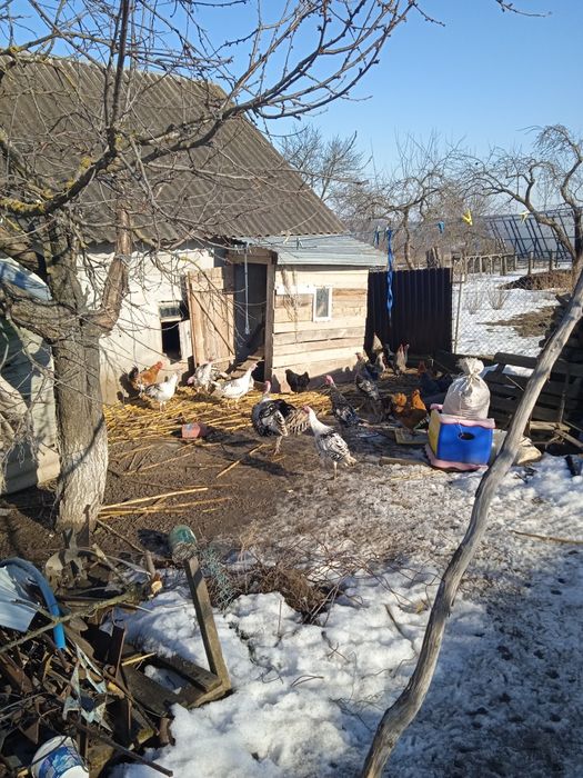 Продам кури та індики