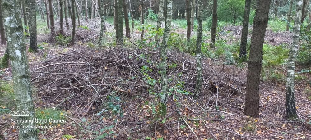 Gałęzie, duża ilości.