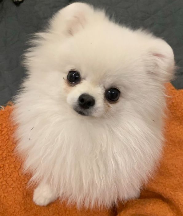 Мініатюрний померанський шпіц / шпиц — білий хлопчик, подарункова ціна