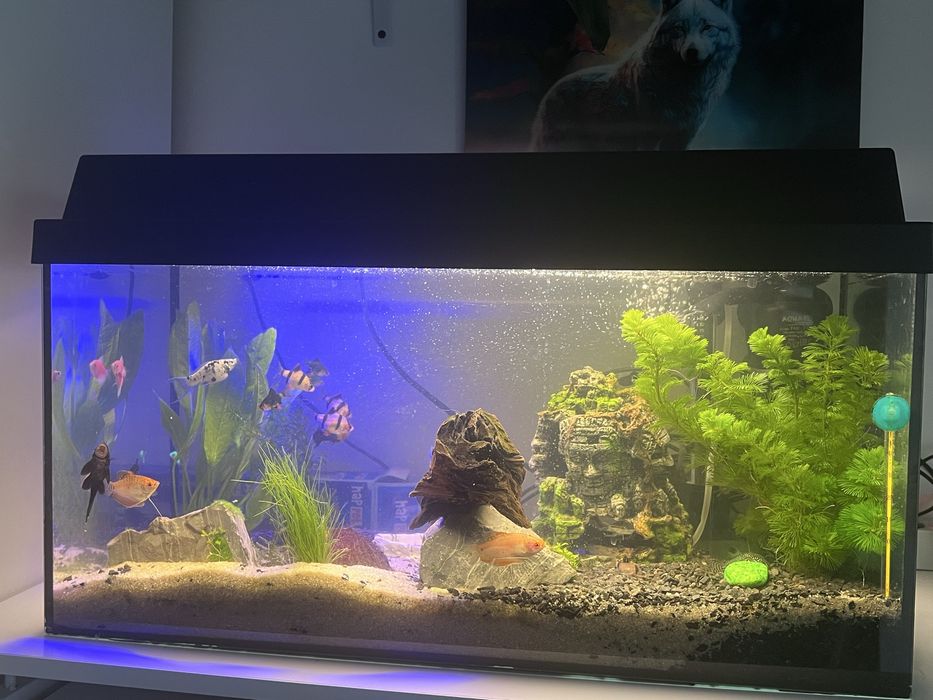 Akwarium Aquael 105l