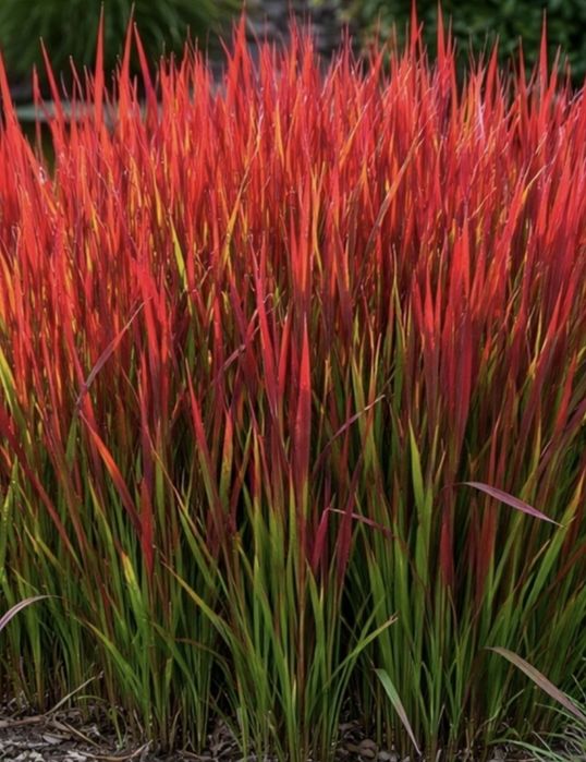 Trawa Imperata Red Baron