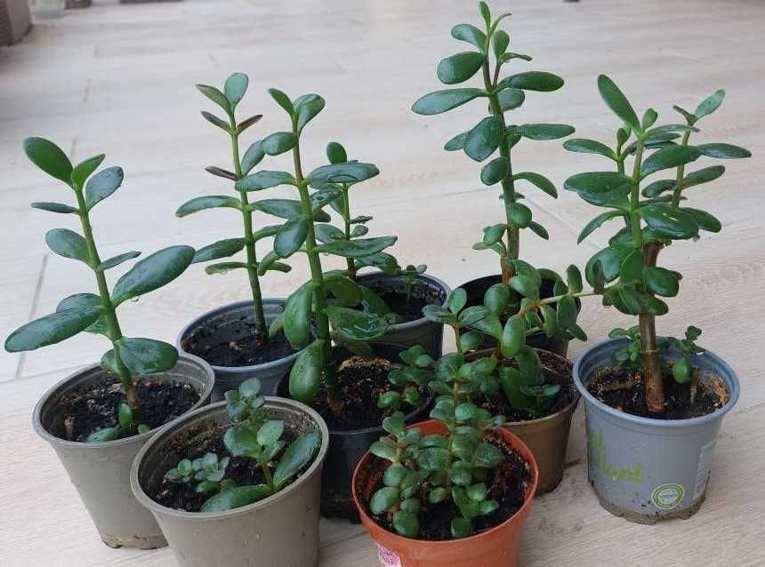 OKAZJA Drzewko Szczęścia Grubosz Crassula ovata