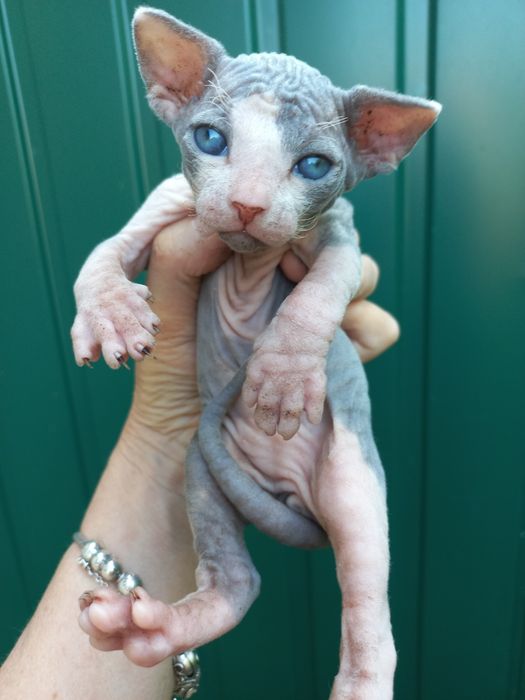 Котята-канадские сфинксы