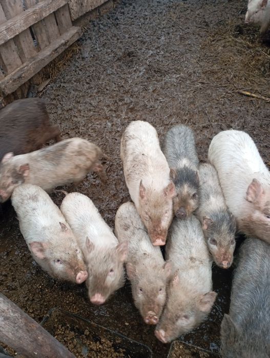 Поросята 1.5 місяця