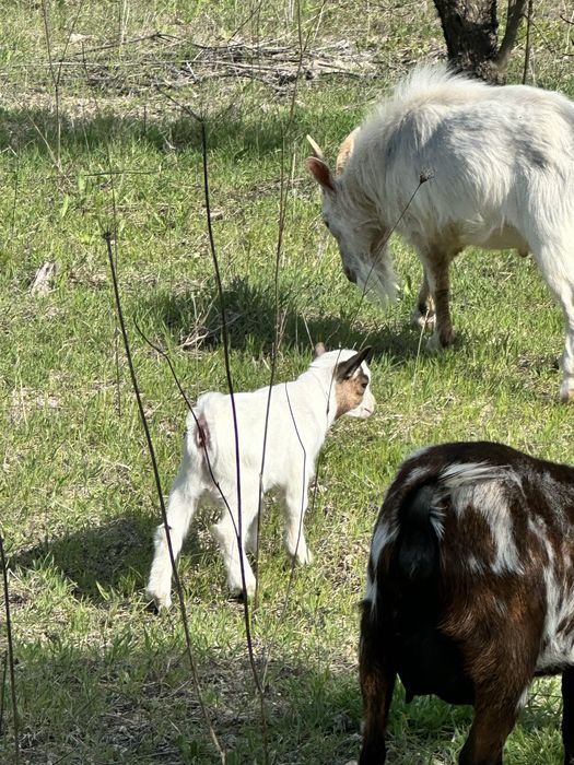 Cabrito Anao 05/03/2026