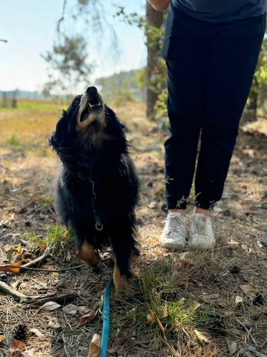 Gomez - starszy psiak szuka domu