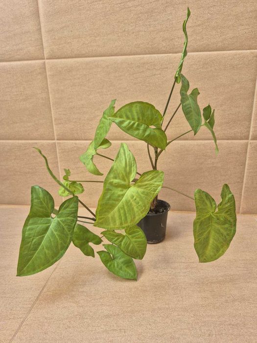 сингоніум кімнатна рослина